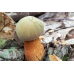 Мицелий Дубовика оливково-бурого (Boletus luridus) Мицелий Дубовика оливково-бурого (Boletus luridus)